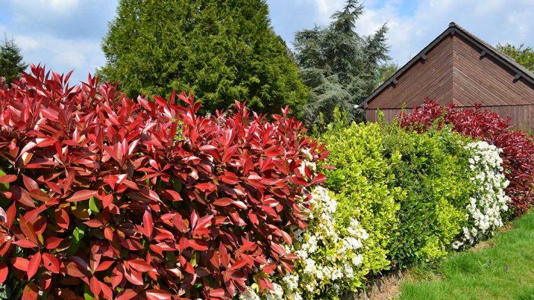 Garten mit Hecke