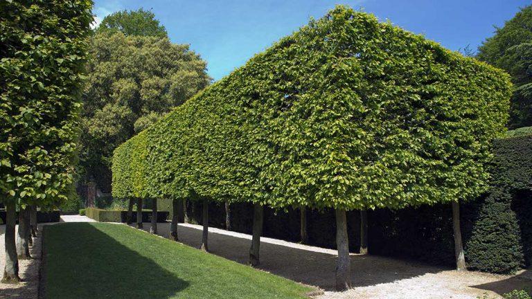 Schwebende Hecke